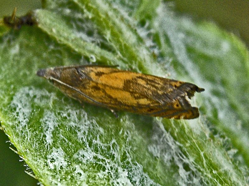 Un Tortricide dalla Valle Argentera - da ID